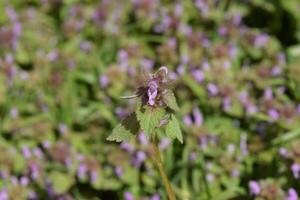 Lamium purpureum blooming in the garden. photo