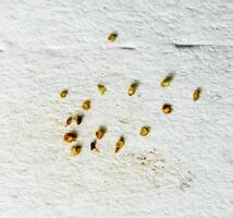 Parasites on a sheet of paper. Extruded from the skin parasites. Acari parasites. photo