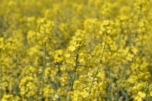 Rapeseed field. Background of rape blossoms. Flowering rape on the field. photo