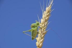 Isophya. Grasshopper is an isophy on a wheat spikelet. Isophya a photo