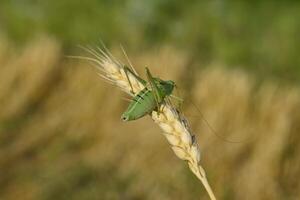 Isophya. Grasshopper is an isophy on a wheat spikelet. photo