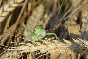 isofía. saltamontes es un isofía en un trigo espiguilla foto