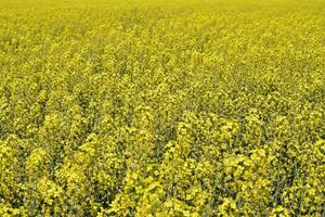 Rapeseed field. Background of rape blossoms. Flowering rape on the field. photo