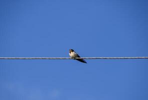 Swallows on the wires. Swallows against the blue sky. The swallo photo