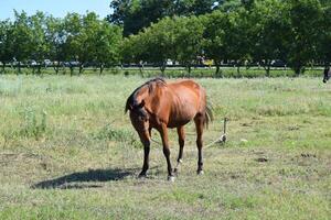 The grazed horse photo