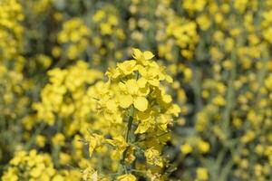 Rapeseed field. Background of rape blossoms. Flowering rape on the field. photo