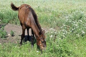 The grazed horse photo