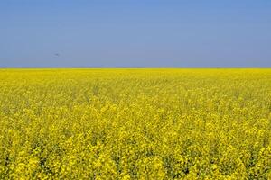 Rapeseed field. Yellow rape flowers, field landscape. Blue sky and rape on the field. photo