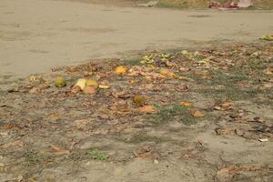 Heaps of rotting watermelons. Peel of melon. An abandoned field of watermelons and melons. Rotten watermelons. Remains of the harvest of melons. Rotting vegetables on the field. photo