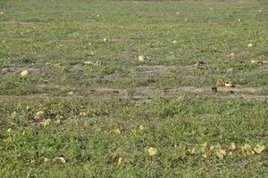 An abandoned field of watermelons and melons. Rotten watermelons. Remains of the harvest of melons. Rotting vegetables on the field. photo