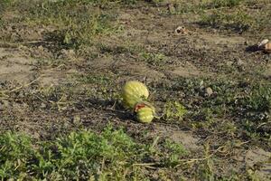 An abandoned field of watermelons and melons. Rotten watermelons. Remains of the harvest of melons. Rotting vegetables on the field. photo