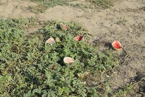 An abandoned field of watermelons and melons. Rotten watermelons. Remains of the harvest of melons. Rotting vegetables on the field. photo