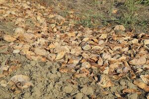 Heaps of rotting watermelons. Peel of melon. An abandoned field of watermelons and melons. Rotten watermelons. Remains of the harvest of melons. Rotting vegetables on the field. photo