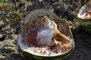 Chopped old rotten watermelon. An abandoned field of watermelons and melons. Rotten watermelons. Remains of the harvest of melons. Rotting vegetables on the field. photo