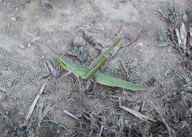 Green locust, wing insect. Pest of agricultural crops. Locusts o photo