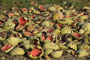 Heaps of rotting watermelons. Peel of melon. An abandoned field of watermelons and melons. Rotten watermelons. Remains of the harvest of melons. Rotting vegetables on the field. photo