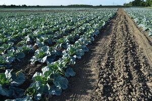 Cabbage field. Cultivation of cabbage in an open ground in the field. Month July, cabbage still the young photo