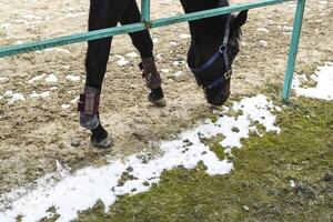 The horse walked around the stadium photo