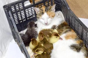 Cat in a basket with kitten and receiving musk duck ducklings. Cat foster mother for the ducklings photo