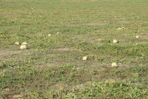 An abandoned field of watermelons and melons. Rotten watermelons. Remains of the harvest of melons. Rotting vegetables on the field. photo