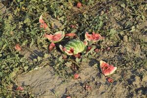 Heaps of rotting watermelons. Peel of melon. An abandoned field of watermelons and melons. Rotten watermelons. Remains of the harvest of melons. Rotting vegetables on the field. photo