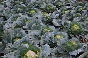Cabbage field. Cultivation of cabbage in an open ground in the field. Month July, cabbage still the young photo