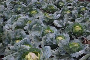 repollo campo. cultivo de repollo en un abierto suelo en el campo. mes julio, repollo todavía el joven foto