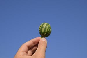 A small watermelon in the hand against the blue sky. photo