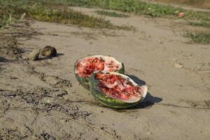 Split in two an old rotten watermelon. Rotten watermelons. Remains of the harvest of melons. Rotting vegetables on the field. photo