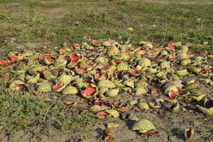 Heaps of rotting watermelons. Peel of melon. An abandoned field of watermelons and melons. Rotten watermelons. Remains of the harvest of melons. Rotting vegetables on the field. photo