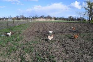 The chickens walking in a kitchen garden. photo