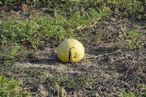 Chopped old rotten watermelon. An abandoned field of watermelons and melons. Rotten watermelons. Remains of the harvest of melons. Rotting vegetables on the field. photo