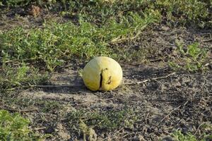 Cortado antiguo podrido sandía. un abandonado campo de sandias y melones podrido sandías permanece de el cosecha de melones podrido vegetales en el campo. foto