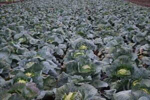 The cabbage field photo