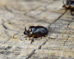 A rhinoceros beetle on a cut of a tree stump. A pair of rhinoceros beetles photo