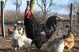 Black young cock photo