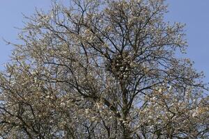 Flowering plum garden photo