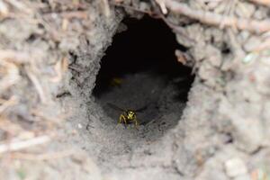 Log into the slot vespula vulgaris photo