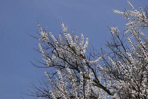 Spring flowering trees. Pollination of flowers of apricot. Blooming wild apricot in the garden photo