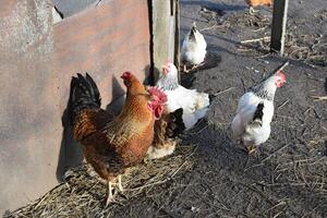 Hens in the yard of a hen house photo