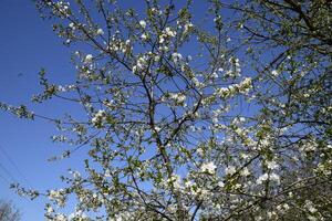 Cherry blossoms against a blue sky photo