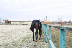 The horse walked around the stadium photo