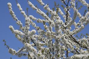 Prunus avium Flowering cherry. Cherry flowers on a tree branch photo