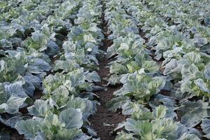 Cabbage field. Cultivation of cabbage in an open ground in the field. Month July, cabbage still the young photo
