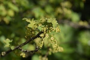Flowers of red currant in spring on a stalk. photo