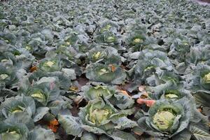 Cabbage field. Cultivation of cabbage in an open ground in the field. Month July, cabbage still the young photo