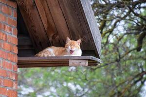 Adult red - white cat. Yawning red cat photo