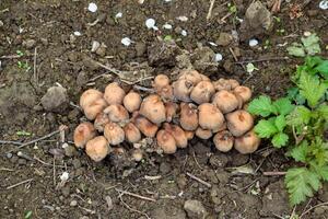 False mushrooms on the ground. The growth of fungi on moist soil. photo