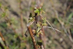 Young shoots of raspberries. Spring in the garden. Blossoming buds of raspberries photo