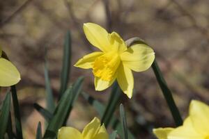 Spring flowering bulb plants in the flowerbed. Flowers daffodil yellow photo